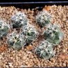 Coryphantha_tripugionacanth